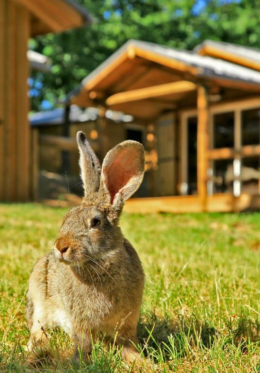 アルビロンダック キャンピング ロッジ ＆ スパ 部屋 写真